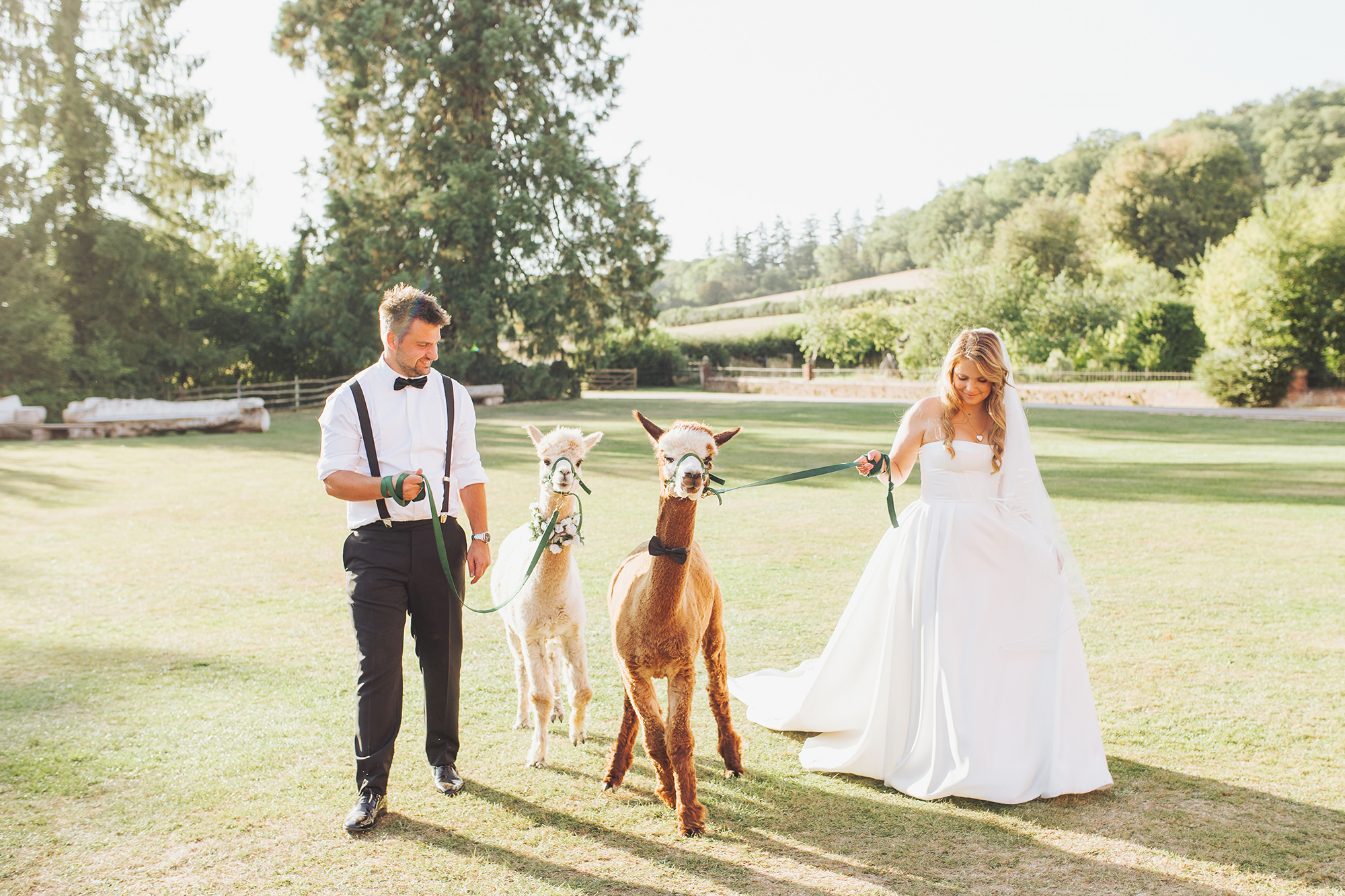 alpacas at the hay barn hereford